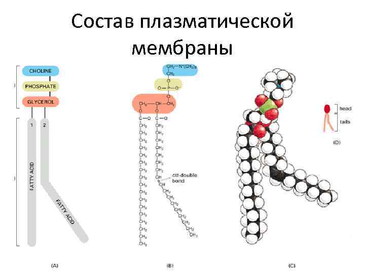 Состав плазматической  мембраны 