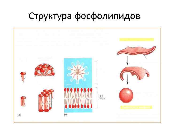 Структура фосфолипидов 