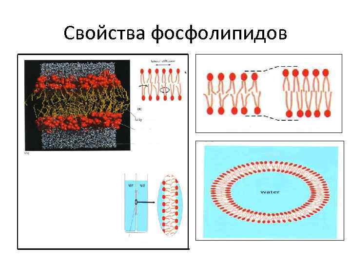 Свойства фосфолипидов 