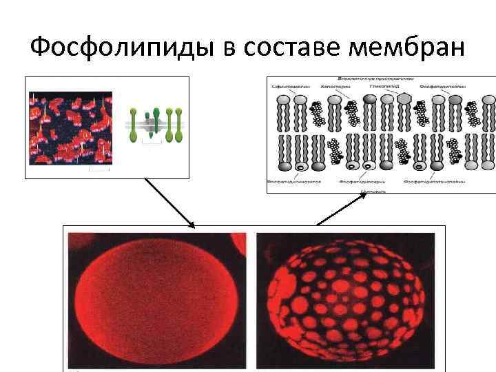 Фосфолипиды в составе мембран 