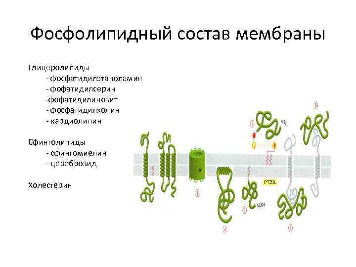 Фосфолипидный состав мембраны Глицеролипиды - фосфатидилэтаноламин - фофатидилсерин -фофатидилинозит - фосфатидилхолин - кардиолипин Сфинголипиды