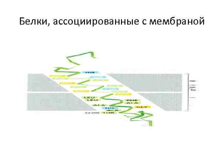 Белки, ассоциированные с мембраной 