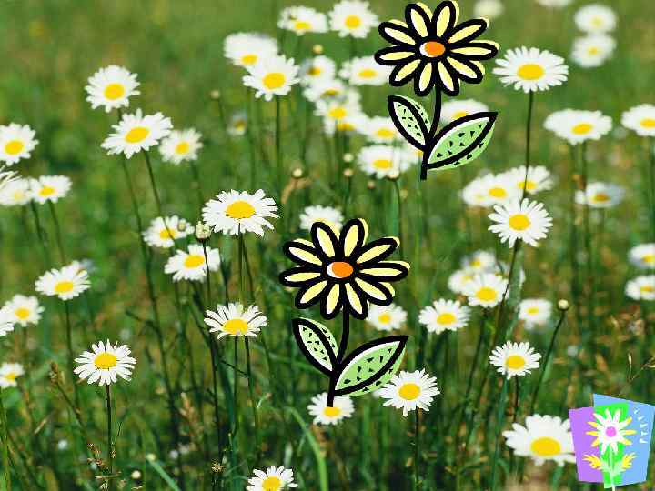 А вот и само ромашковое поле! 