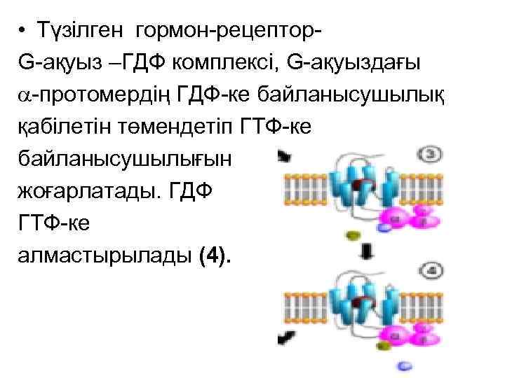  • Түзілген гормон-рецептор- G-ақуыз –ГДФ комплексі, G-ақуыздағы -протомердің ГДФ-ке байланысушылық қабілетін төмендетіп ГТФ-ке