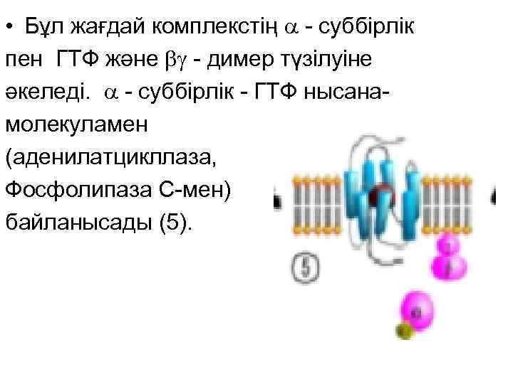  • Бұл жағдай комплекстің  - суббірлік пен ГТФ және  - димер