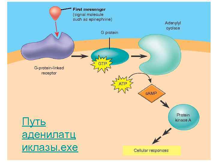      First messenger     (signal molecule 