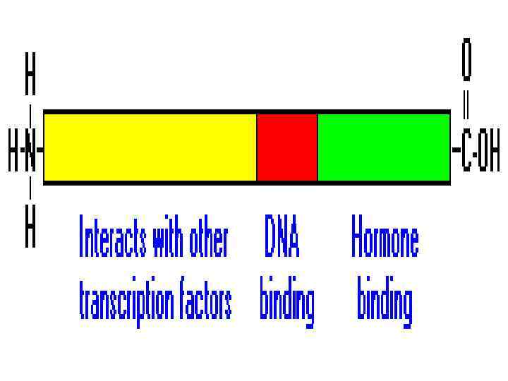 ФИФ -фосфотидил инозитолбисфосфат, ПКС- протеинкиназа С, ИФ-3 - инозитол 3 -фосфат, ДАГ- диацилглицирид, ФС-фосфотидилсерин