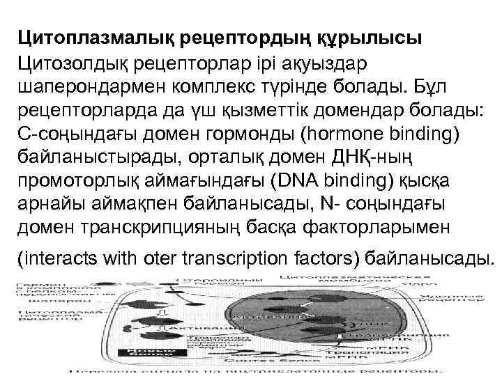 Цитоплазмалық рецептордың құрылысы Цитозолдық рецепторлар ірі ақуыздар шаперондармен комплекс түрінде болады. Бұл рецепторларда да