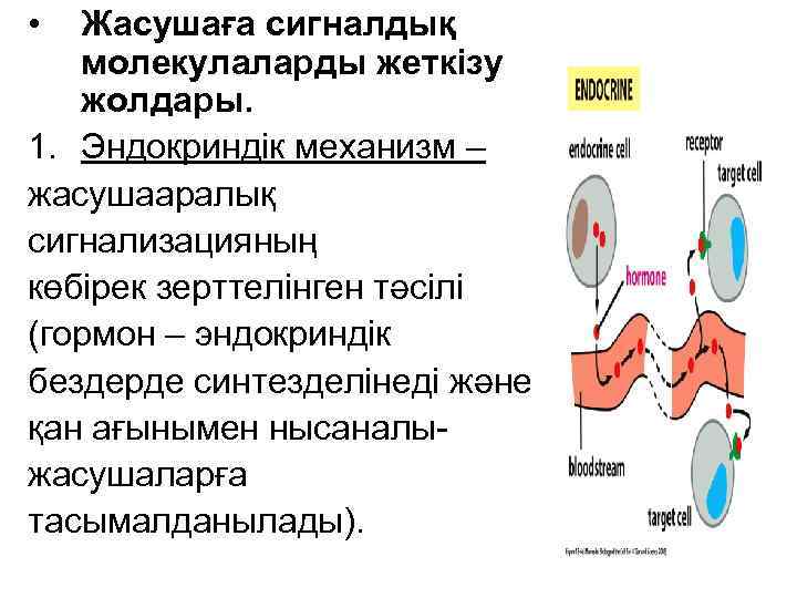  •  Жасушаға сигналдық  молекулаларды жеткізу  жолдары. 1. Эндокриндік механизм –