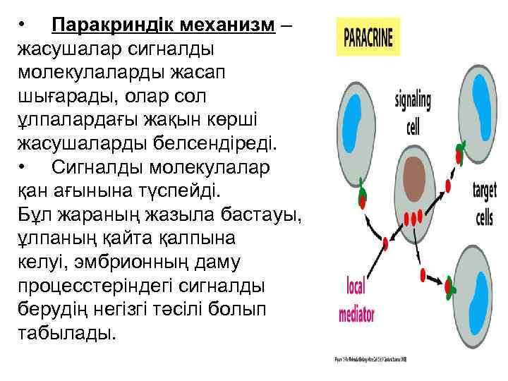  • Паракриндік механизм – жасушалар сигналды молекулаларды жасап шығарады, олар сол ұлпалардағы жақын