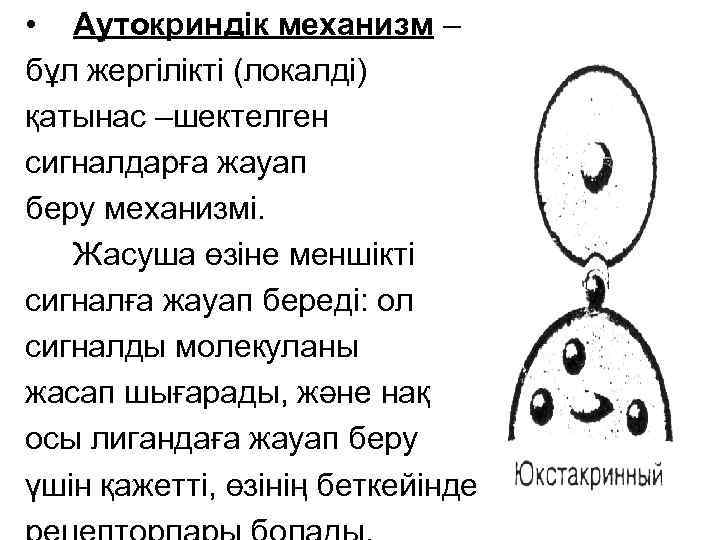  • Аутокриндік механизм – бұл жергілікті (локалді) қатынас –шектелген сигналдарға жауап беру механизмі.