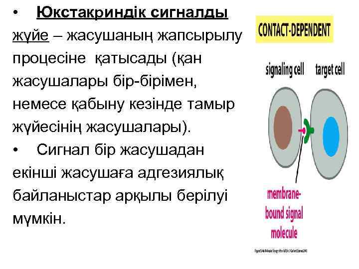  • Юкстакриндік сигналды жүйе – жасушаның жапсырылу процесіне қатысады (қан жасушалары бір-бірімен, немесе