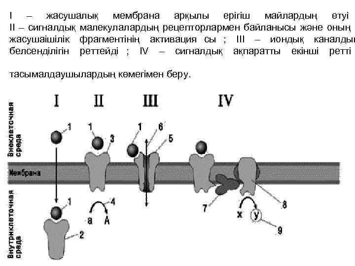 I – жасушалық мембрана арқылы ерігіш майлардың өтуі II – сигналдық малекулалардың рецепторлармен байланысы