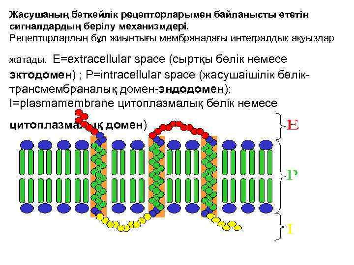 Жасушаның беткейлік рецепторларымен байланысты өтетін сигналдардың берілу механизмдері. Рецепторлардың бұл жиынтығы мембранадағы интегралдық ақуыздар