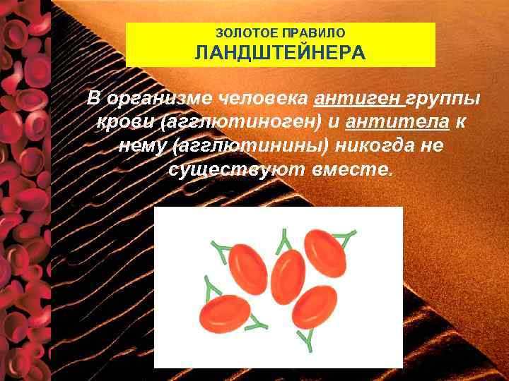 ЗОЛОТОЕ ПРАВИЛО ЛАНДШТЕЙНЕРА В организме человека антиген группы крови (агглютиноген) и антитела к нему