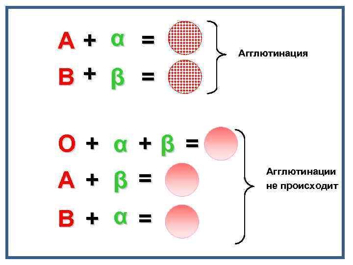 А+ α = В+ β = О + α +β = А + β