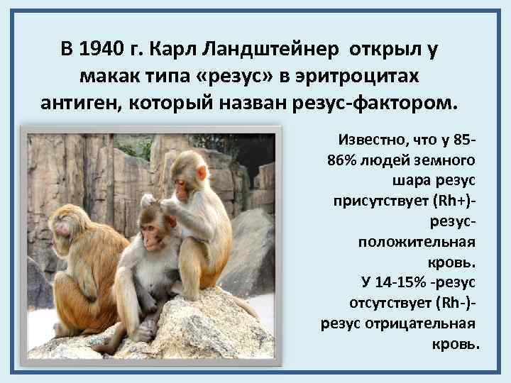 В 1940 г. Карл Ландштейнер открыл у макак типа «резус» в эритроцитах антиген, который