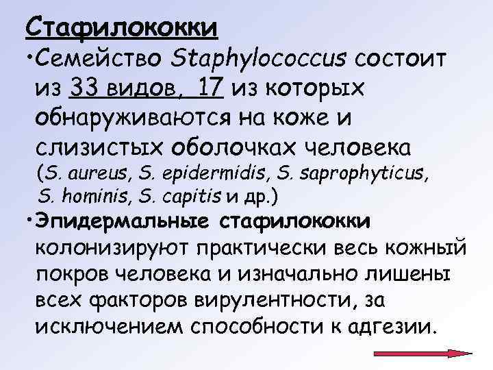 Стафилококки • Семейство Staphylococcus состоит из 33 видов, 17 из которых обнаруживаются на коже