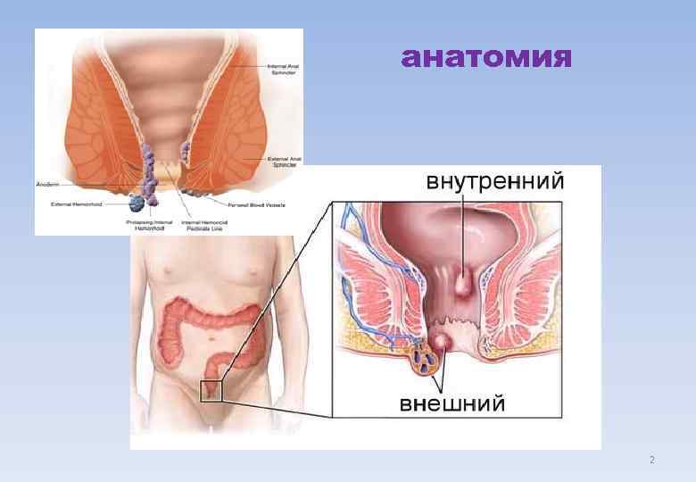 анатомия    2 
