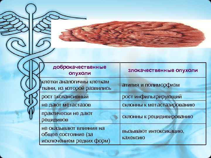 доброкачественные злокачественные опухоли клетки аналогичны клеткам доброкачественные злокачественные опухоли клетки аналогичны клеткам