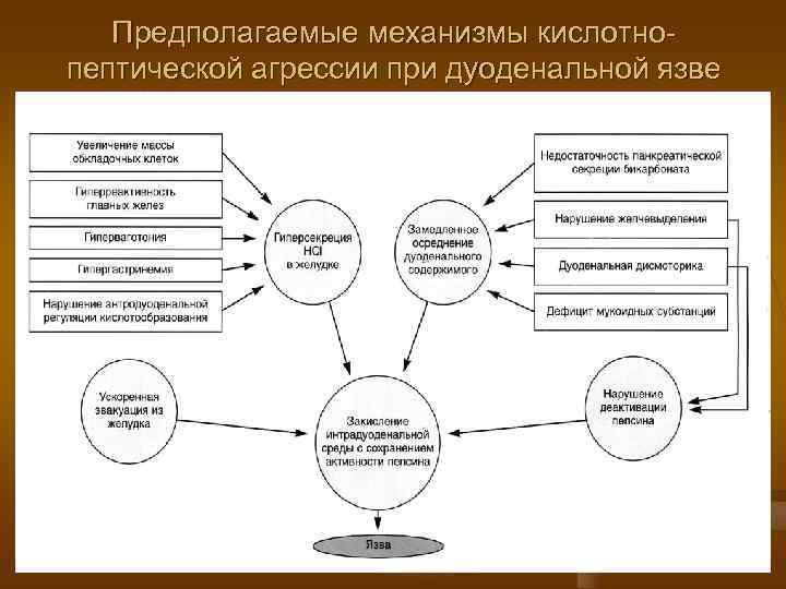   Предполагаемые механизмы кислотно- пептической агрессии при дуоденальной язве 