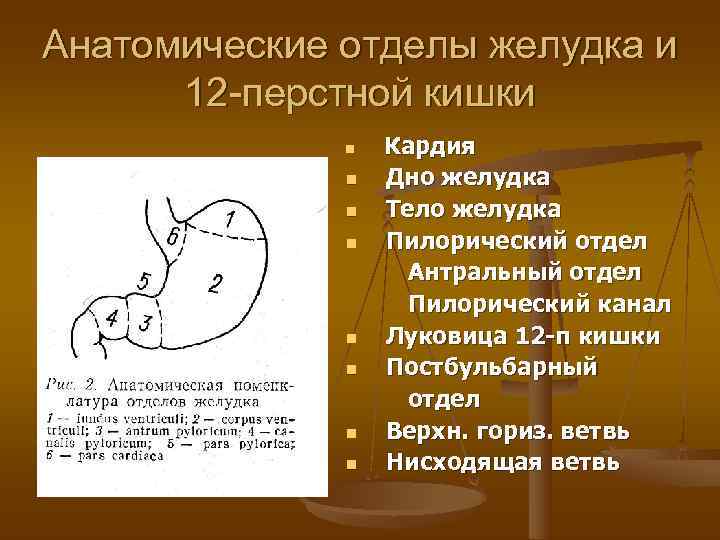 Анатомические отделы желудка и  12 -перстной кишки    n  Кардия