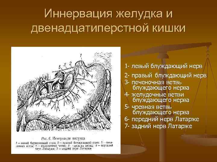  Иннервация желудка и двенадцатиперстной кишки   1 - левый блуждающий нерв 
