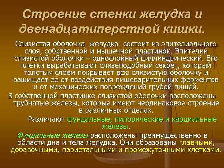  Строение стенки желудка и  двенадцатиперстной кишки. Слизистая оболочка желудка состоит из эпителиального