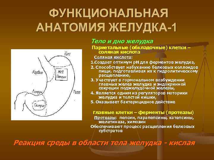  ФУНКЦИОНАЛЬНАЯ АНАТОМИЯ ЖЕЛУДКА-1    Тело и дно желудка   