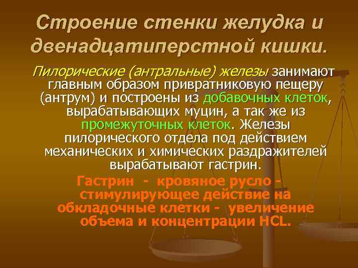 Строение стенки желудка и двенадцатиперстной кишки. Пилорические (антральные) железы занимают  главным образом привратниковую