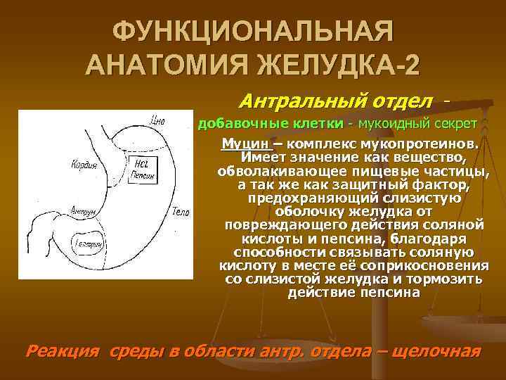   ФУНКЦИОНАЛЬНАЯ  АНАТОМИЯ ЖЕЛУДКА-2    Антральный отдел -  