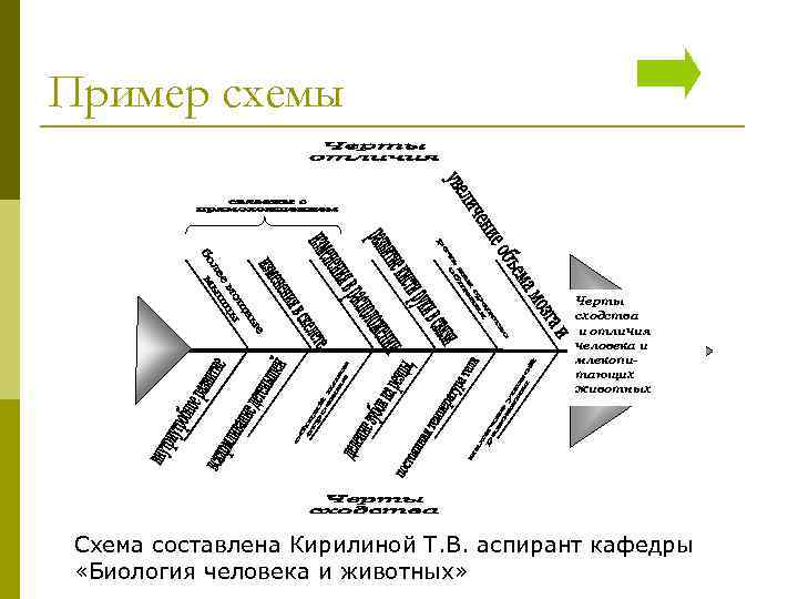 Пример схемы    Черты    сходства    и