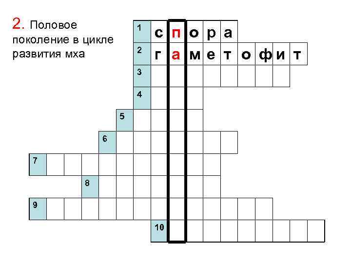 2. Половое 1 поколение в цикле развития мха 2 с п о р а