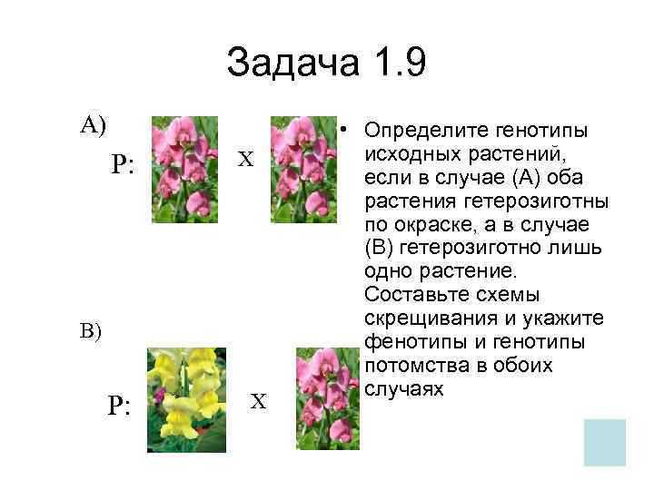   Задача 1. 9 А)   • Определите генотипы  Х