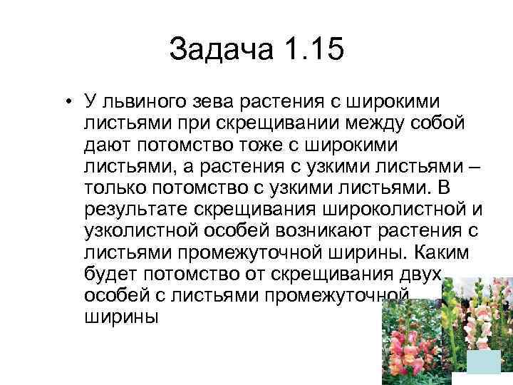    Задача 1. 15 • У львиного зева растения с широкими 