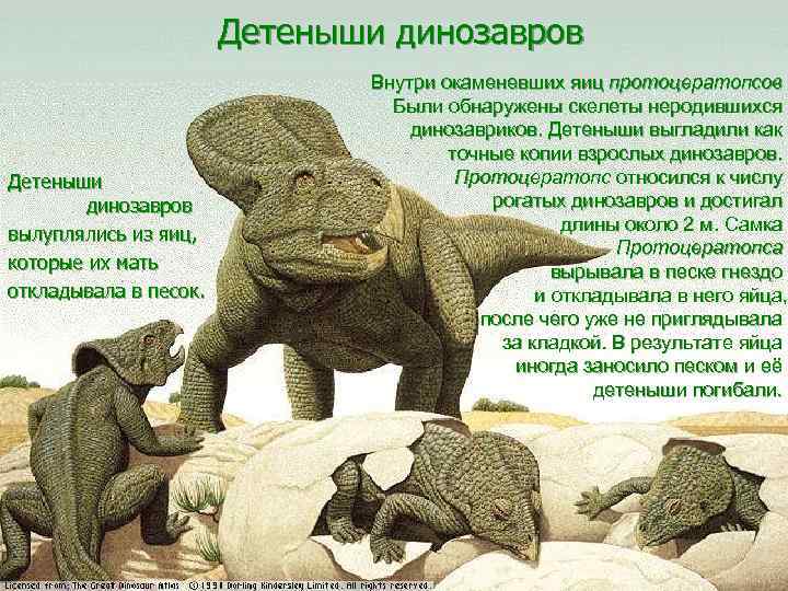     Детеныши динозавров      Внутри окаменевших яиц