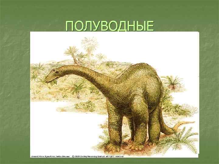 ПОЛУВОДНЫЕ 