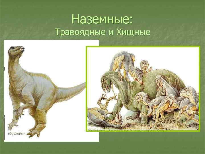   Наземные: Травоядные и Хищные 