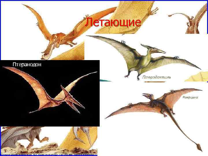    Летающие  Птеранодон 