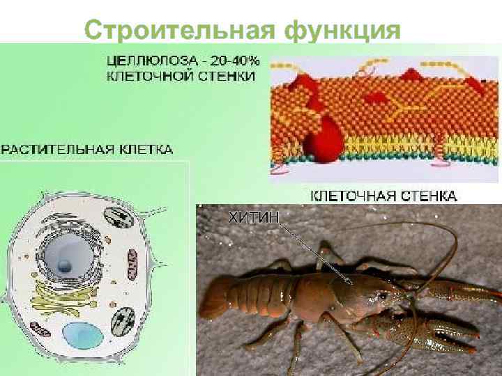 Строительная функция 