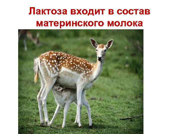 Лактоза входит в состав материнского молока 