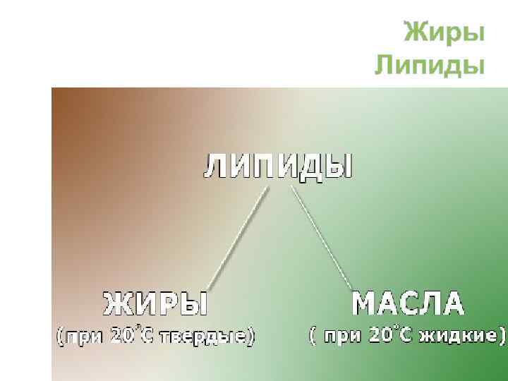  Жиры Липиды 