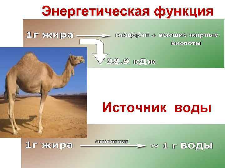 Энергетическая функция  Источник воды 