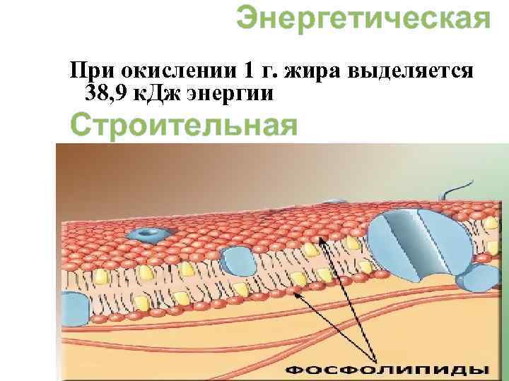    Энергетическая При окислении 1 г. жира выделяется 38, 9 к. Дж