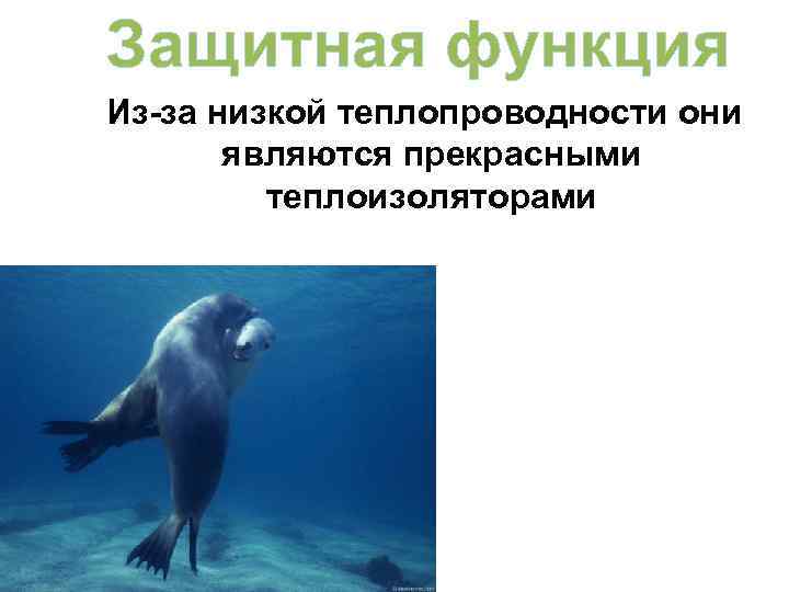 Защитная функция Из-за низкой теплопроводности они  являются прекрасными   теплоизоляторами 