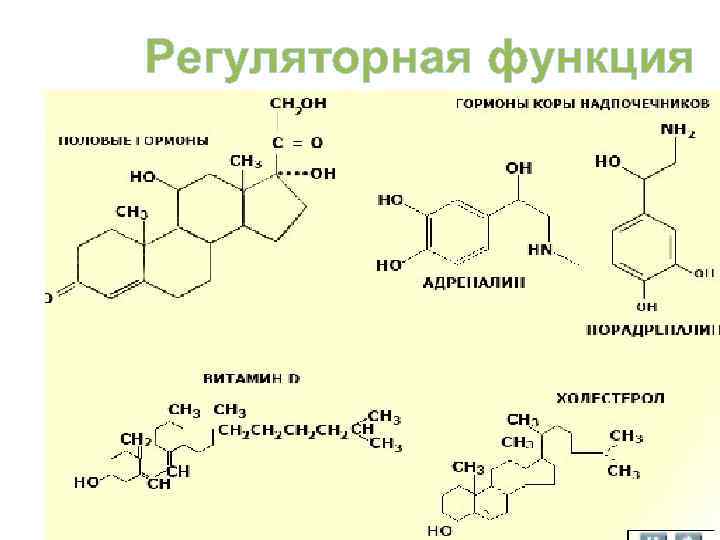 Регуляторная функция 