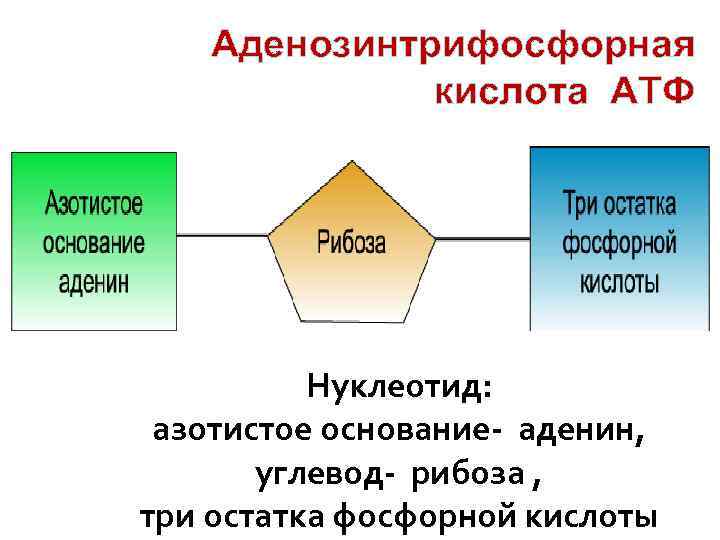   Аденозинтрифосфорная   кислота АТФ    Нуклеотид:  азотистое основание-