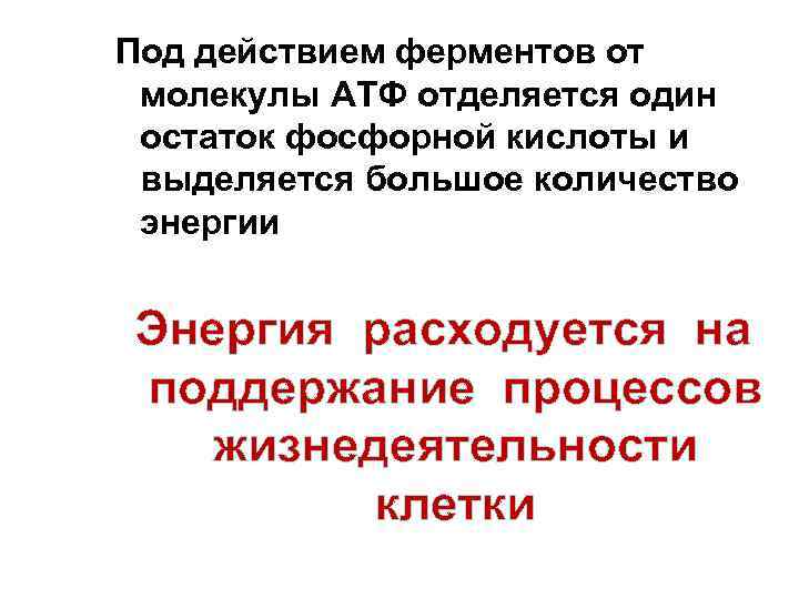 Под действием ферментов от молекулы АТФ отделяется один остаток фосфорной кислоты и выделяется большое