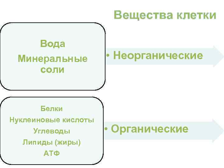     Вещества клетки  Вода Минеральные  • Неорганические соли 