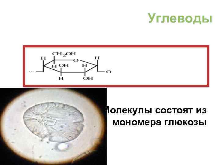   Углеводы Молекулы состоят из мономера глюкозы 
